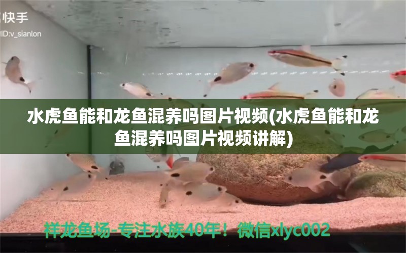 水虎魚能和龍魚混養(yǎng)嗎圖片視頻(水虎魚能和龍魚混養(yǎng)嗎圖片視頻講解)