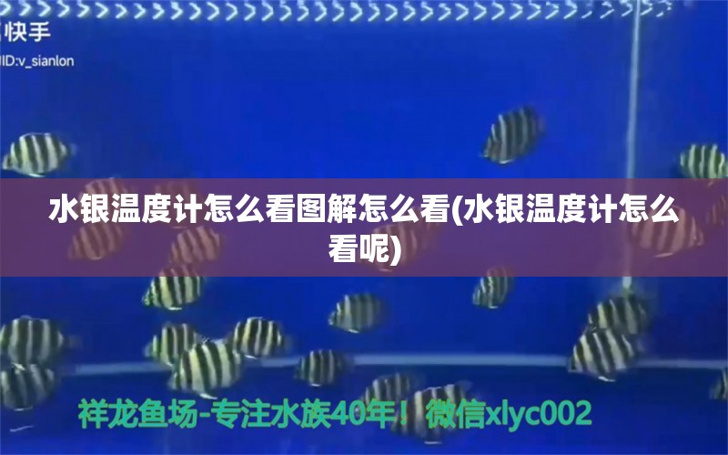 水銀溫度計(jì)怎么看圖解怎么看(水銀溫度計(jì)怎么看呢) 海水魚(yú)（海水魚(yú)批發(fā)）