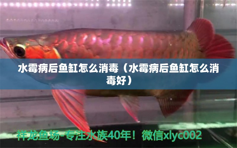 水霉病后魚缸怎么消毒（水霉病后魚缸怎么消毒好） 祥龍水族醫(yī)院