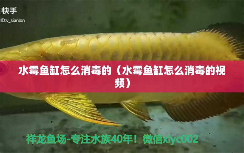 水霉魚缸怎么消毒的（水霉魚缸怎么消毒的視頻） 祥龍水族醫(yī)院