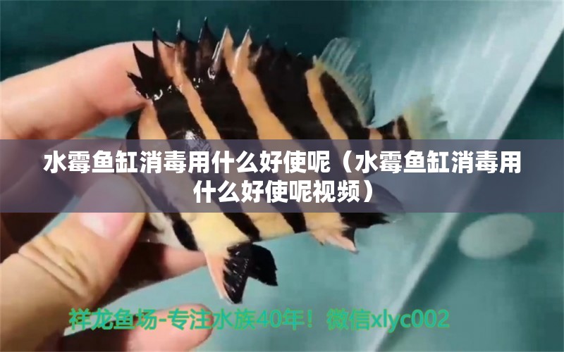 水霉魚缸消毒用什么好使呢（水霉魚缸消毒用什么好使呢視頻） 祥龍水族醫(yī)院