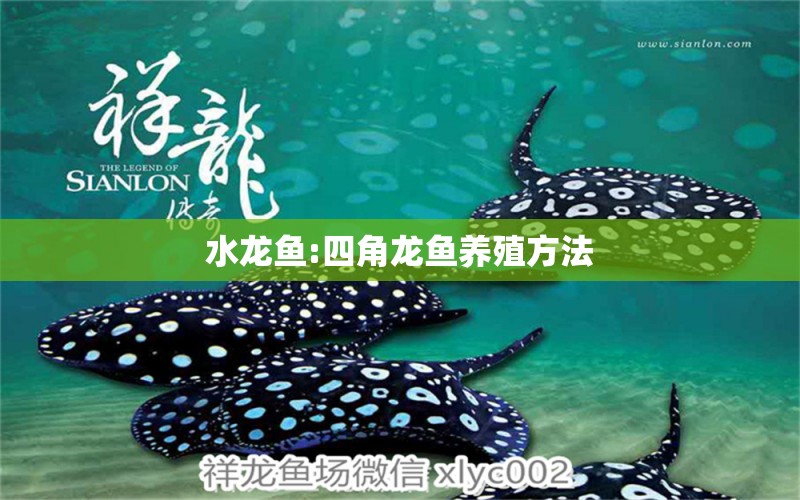 水龍魚:四角龍魚養(yǎng)殖方法