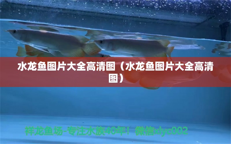 水龍魚圖片大全高清圖（水龍魚圖片大全高清圖）