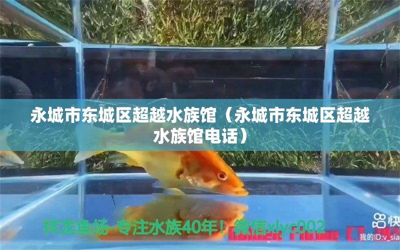 永城市東城區(qū)超越水族館（永城市東城區(qū)超越水族館電話(huà)） 全國(guó)水族館企業(yè)名錄