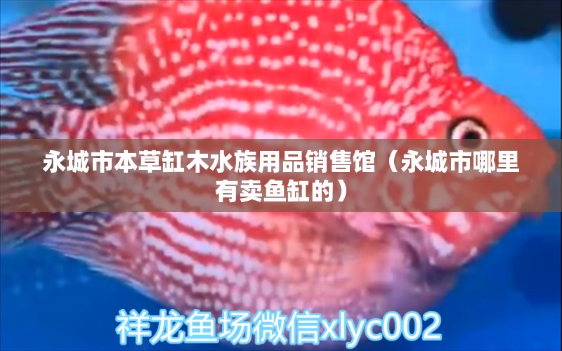 永城市本草缸木水族用品銷售館（永城市哪里有賣魚缸的） 水族用品