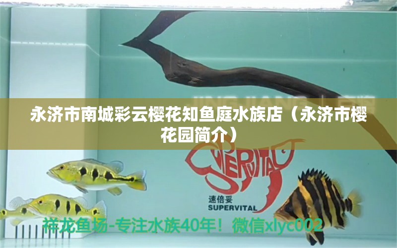 永濟(jì)市南城彩云櫻花知魚庭水族店（永濟(jì)市櫻花園簡介） 全國水族館企業(yè)名錄