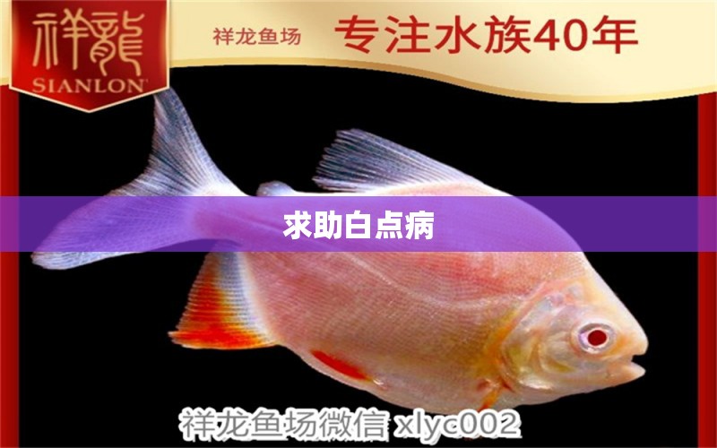 求助白點(diǎn)病 龍魚(yú)疾病與治療