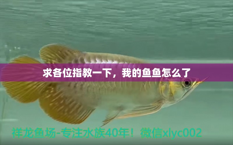 求各位指教一下，我的魚魚怎么了 觀賞魚論壇 第3張