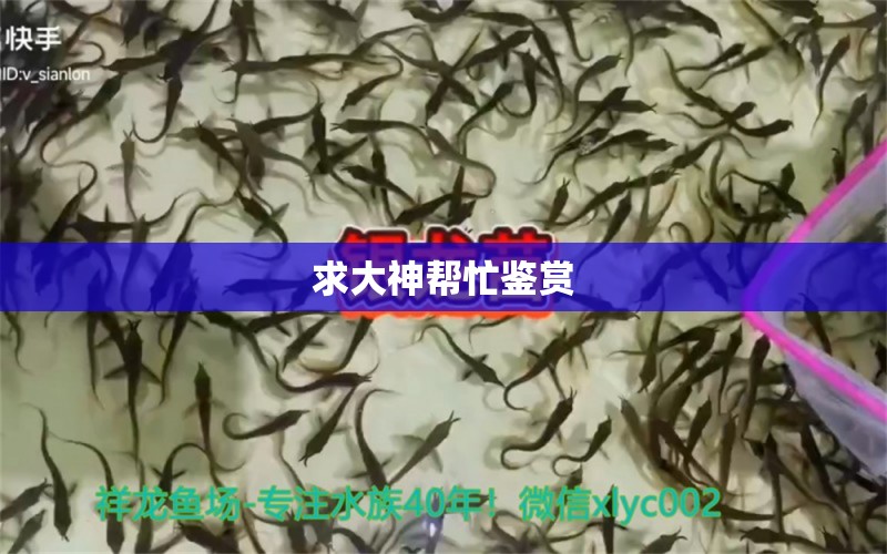 求大神幫忙鑒賞 財(cái)神鸚鵡魚(yú)