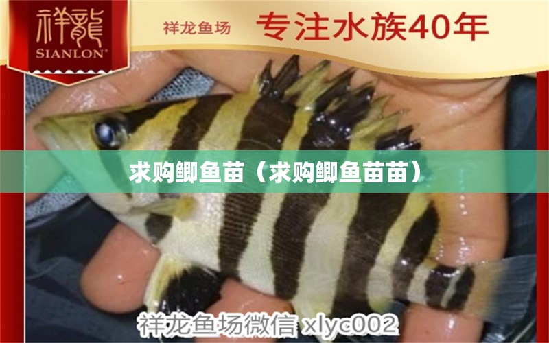 求購(gòu)鯽魚(yú)苗（求購(gòu)鯽魚(yú)苗苗）