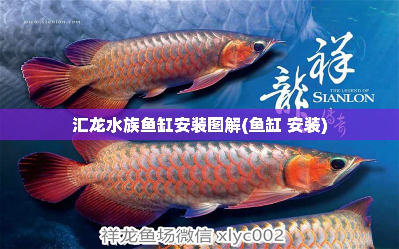 匯龍水族魚缸安裝圖解(魚缸 安裝) 印尼四紋虎