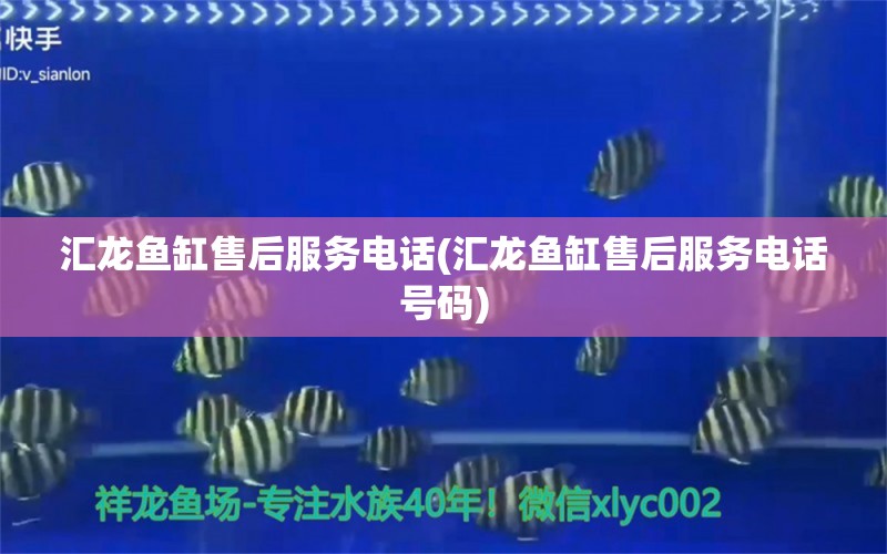 匯龍魚缸售后服務電話(匯龍魚缸售后服務電話號碼) 赤荔鳳冠魚