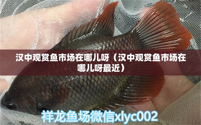 漢中觀賞魚市場(chǎng)在哪兒呀（漢中觀賞魚市場(chǎng)在哪兒呀最近） 黃金達(dá)摩魚