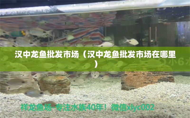 漢中龍魚(yú)批發(fā)市場(chǎng)（漢中龍魚(yú)批發(fā)市場(chǎng)在哪里） 龍魚(yú)批發(fā)