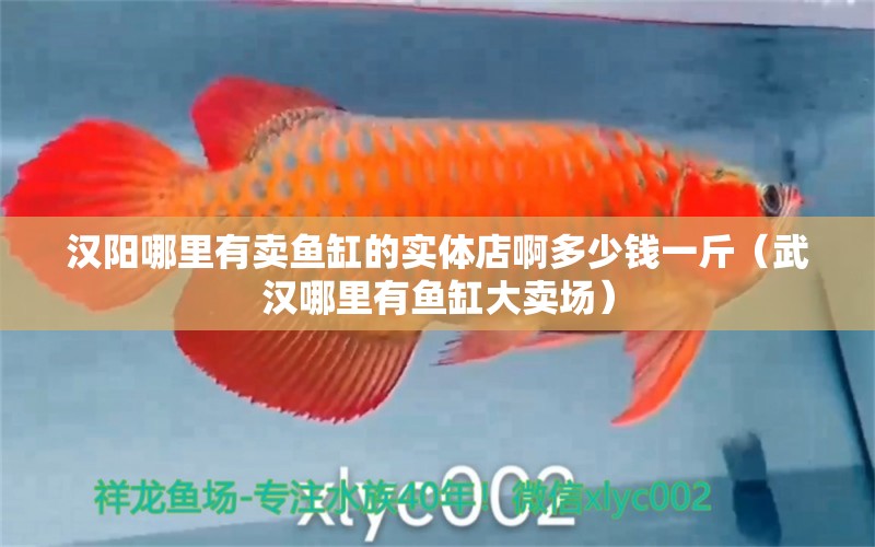 漢陽(yáng)哪里有賣魚(yú)缸的實(shí)體店啊多少錢一斤（武漢哪里有魚(yú)缸大賣場(chǎng)） 廣州觀賞魚(yú)批發(fā)市場(chǎng)