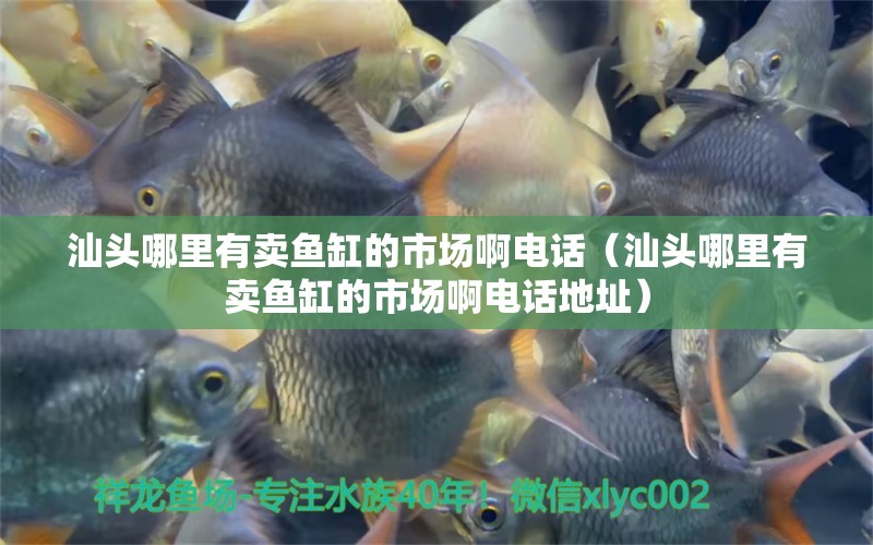 汕頭哪里有賣魚缸的市場啊電話（汕頭哪里有賣魚缸的市場啊電話地址）