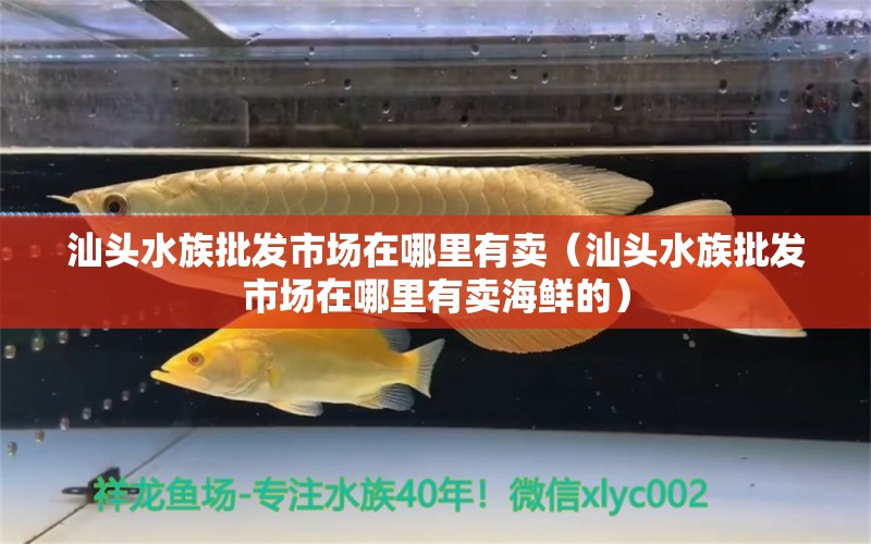 汕頭水族批發(fā)市場在哪里有賣（汕頭水族批發(fā)市場在哪里有賣海鮮的） 觀賞魚水族批發(fā)市場