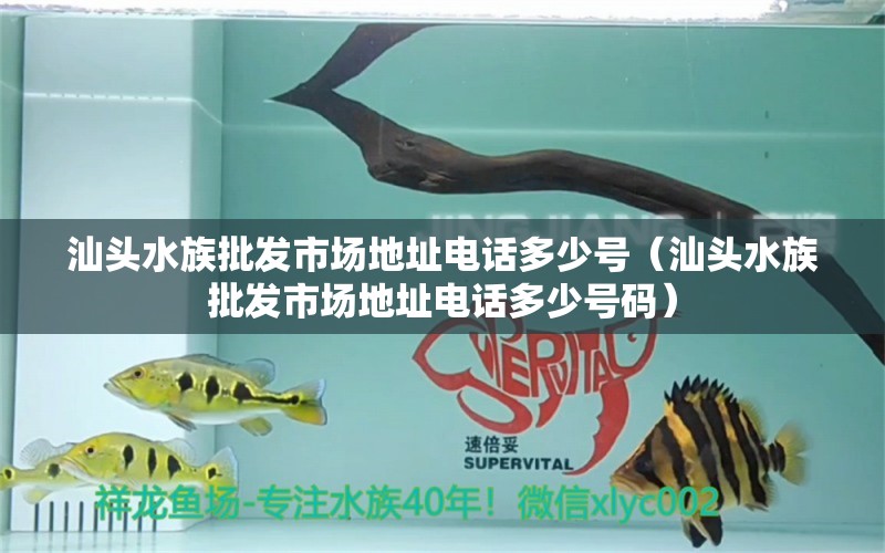 汕頭水族批發(fā)市場地址電話多少號（汕頭水族批發(fā)市場地址電話多少號碼）