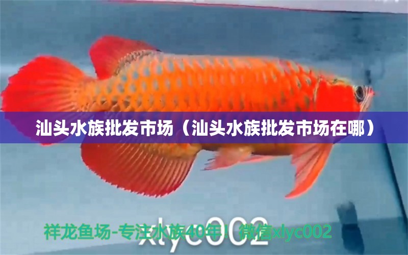 汕頭水族批發(fā)市場(chǎng)（汕頭水族批發(fā)市場(chǎng)在哪）