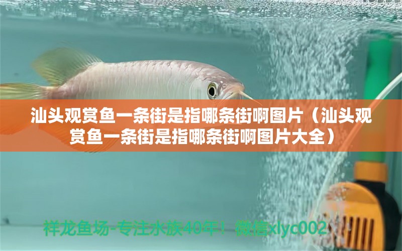 汕頭觀賞魚一條街是指哪條街啊圖片（汕頭觀賞魚一條街是指哪條街啊圖片大全） 魟魚百科