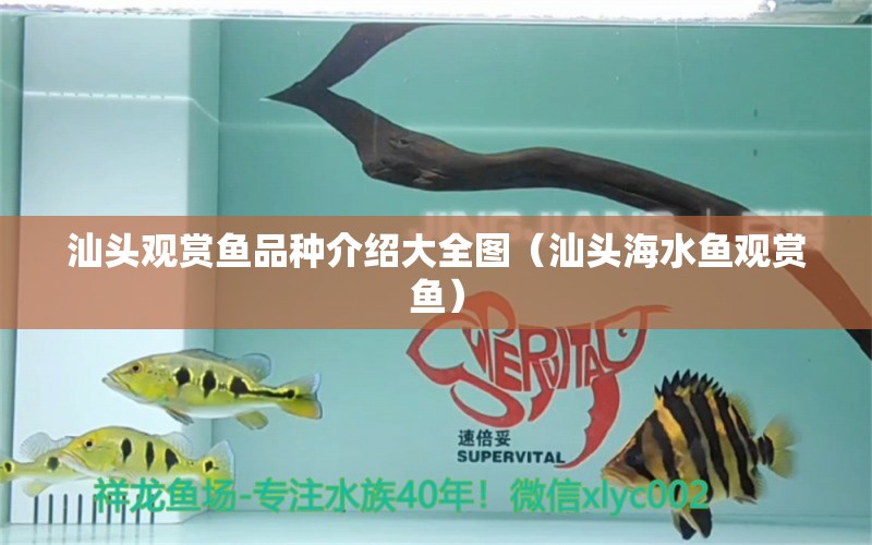 汕頭觀賞魚品種介紹大全圖（汕頭海水魚觀賞魚） 海水魚