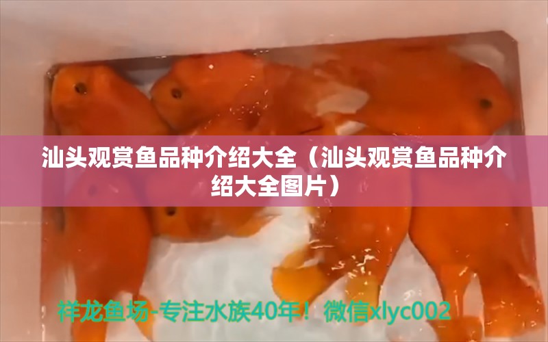 汕頭觀賞魚品種介紹大全（汕頭觀賞魚品種介紹大全圖片）