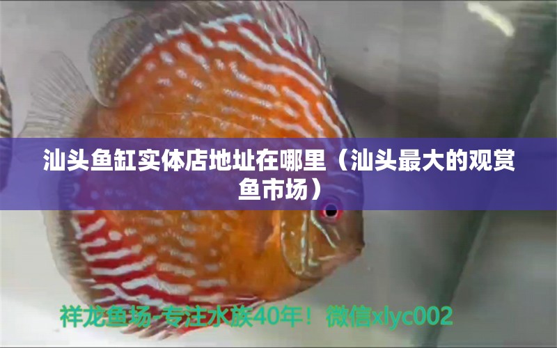 汕頭魚(yú)缸實(shí)體店地址在哪里（汕頭最大的觀賞魚(yú)市場(chǎng)）