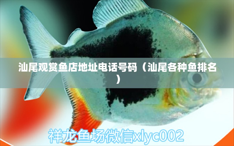 汕尾觀賞魚店地址電話號碼（汕尾各種魚排名） 白化巴西龜（白巴）