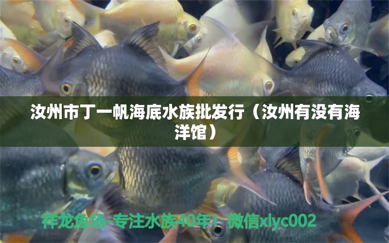 汝州市丁一帆海底水族批發(fā)行（汝州有沒(méi)有海洋館）