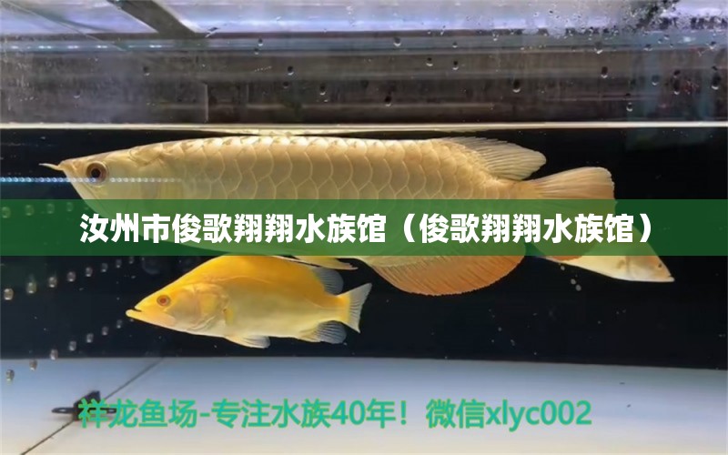 汝州市俊歌翔翔水族館（俊歌翔翔水族館） 全國觀賞魚市場(chǎng) 第2張