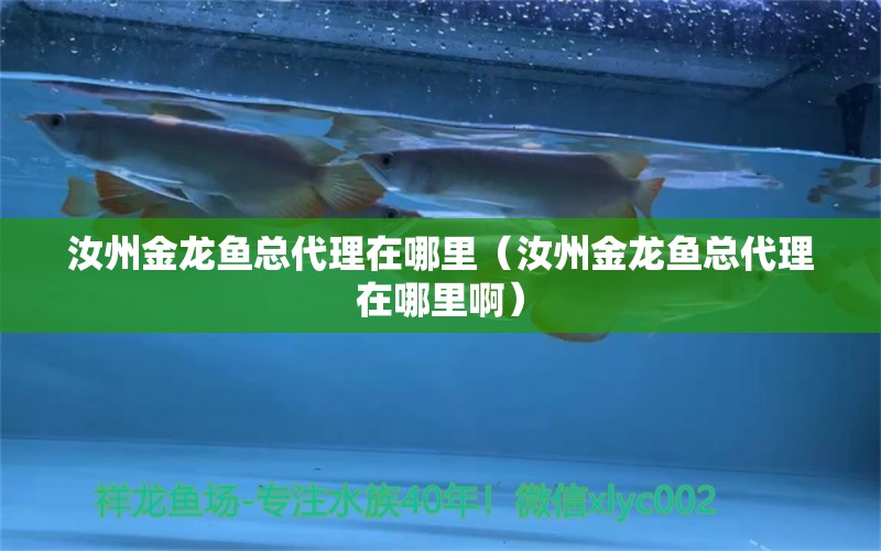 汝州金龍魚總代理在哪里（汝州金龍魚總代理在哪里?。? title=