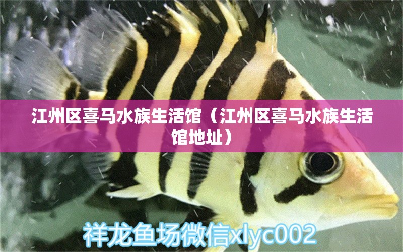 江州區(qū)喜馬水族生活館（江州區(qū)喜馬水族生活館地址）