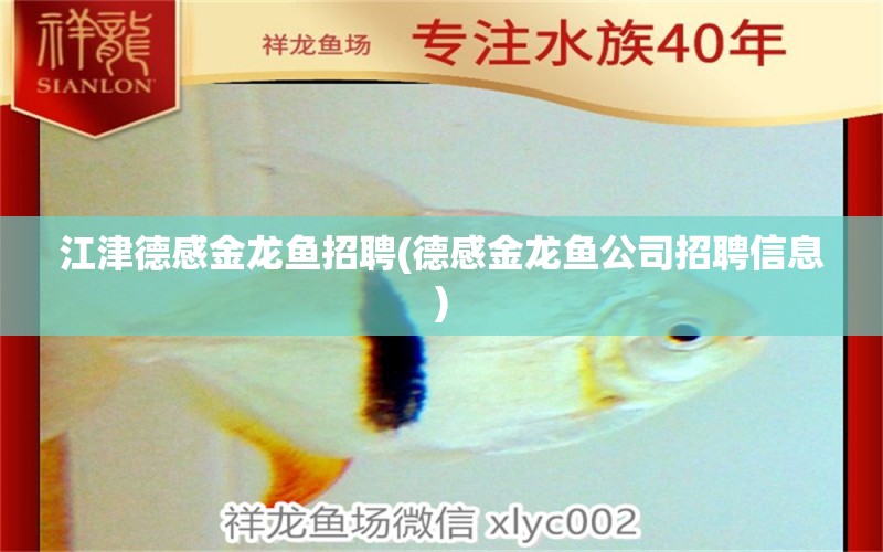 江津德感金龍魚招聘(德感金龍魚公司招聘信息) 熊貓異形魚L46