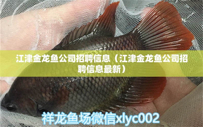 江津金龍魚公司招聘信息（江津金龍魚公司招聘信息最新）