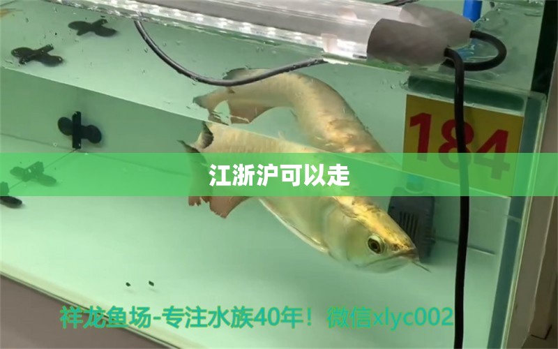 江浙滬可以走 魚(yú)缸百科