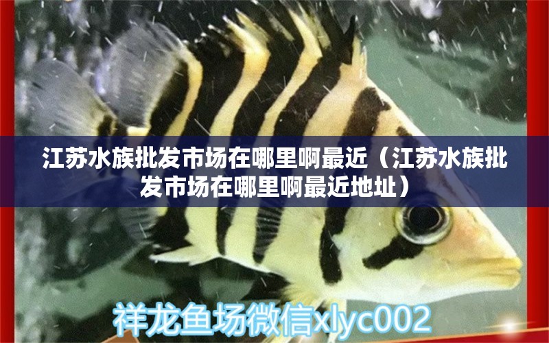 江蘇水族批發(fā)市場在哪里啊最近（江蘇水族批發(fā)市場在哪里啊最近地址）