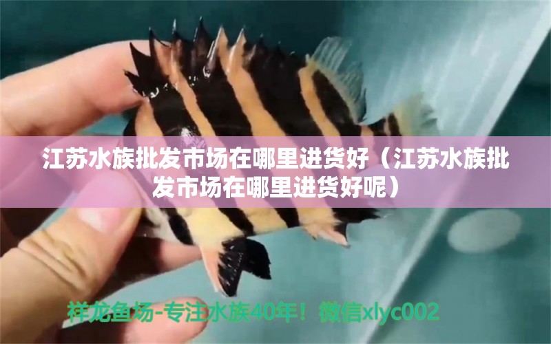 江蘇水族批發(fā)市場(chǎng)在哪里進(jìn)貨好（江蘇水族批發(fā)市場(chǎng)在哪里進(jìn)貨好呢） 觀賞魚水族批發(fā)市場(chǎng)