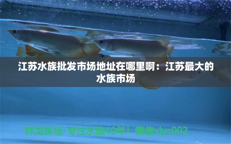 江蘇水族批發(fā)市場(chǎng)地址在哪里?。航K最大的水族市場(chǎng) 觀賞魚水族批發(fā)市場(chǎng)