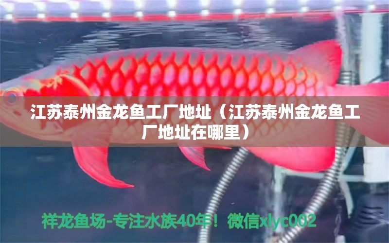 江蘇泰州金龍魚工廠地址（江蘇泰州金龍魚工廠地址在哪里） 祥龍水族醫(yī)院