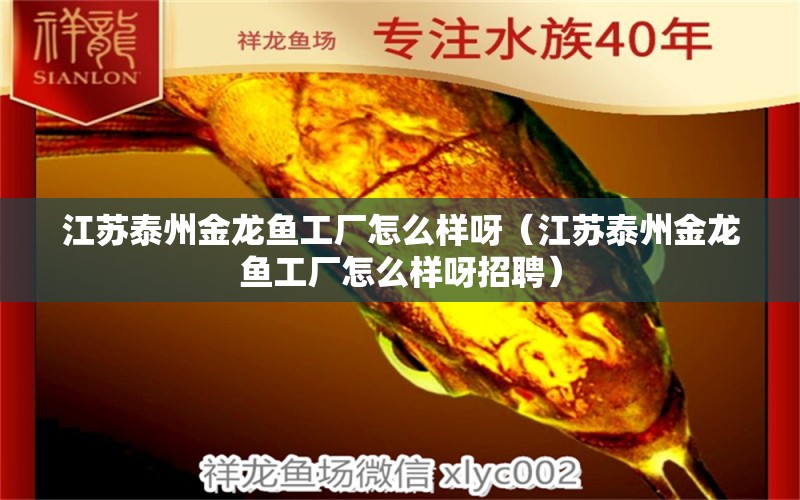 江蘇泰州金龍魚工廠怎么樣呀（江蘇泰州金龍魚工廠怎么樣呀招聘） 觀賞魚水族批發(fā)市場