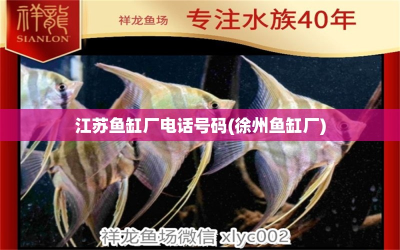 江蘇魚(yú)缸廠電話號(hào)碼(徐州魚(yú)缸廠) 大白鯊魚(yú)苗