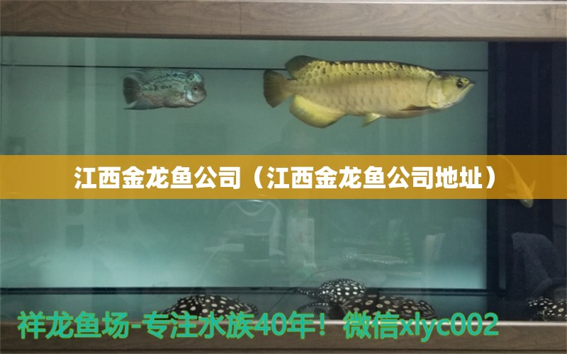 江西金龍魚公司（江西金龍魚公司地址） 眼斑魚