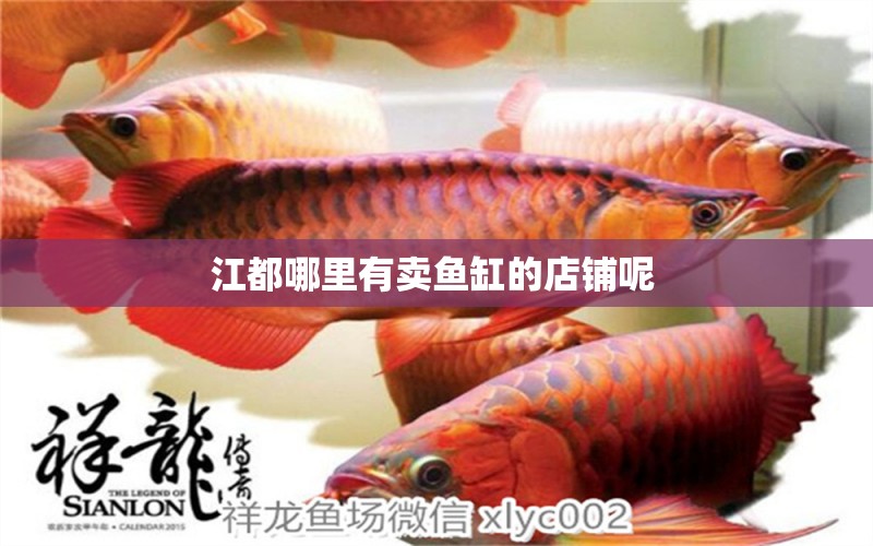 江都哪里有賣魚缸的店鋪呢 