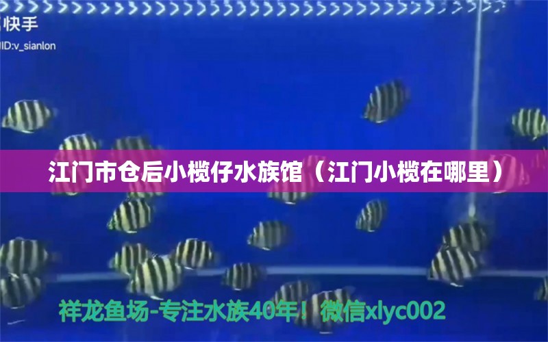 江門市倉后小欖仔水族館（江門小欖在哪里） 全國水族館企業(yè)名錄