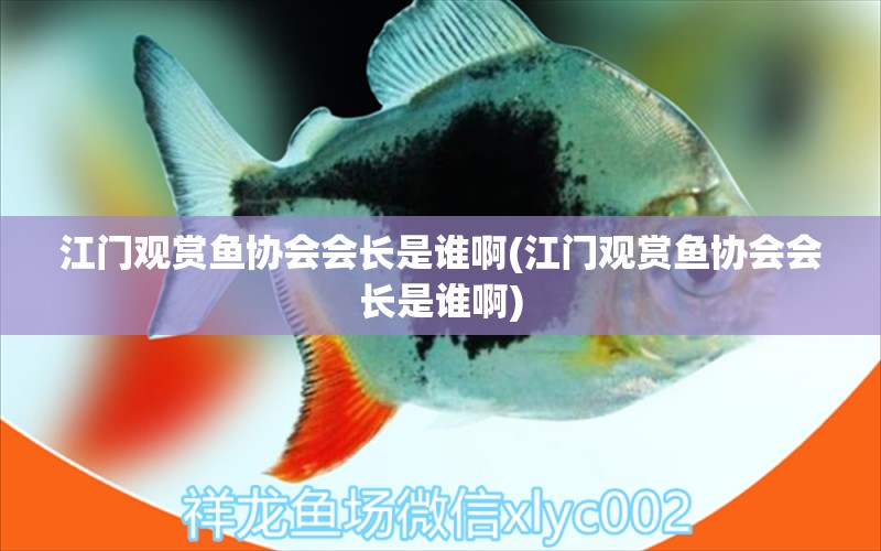 江門觀賞魚協(xié)會(huì)會(huì)長是誰啊(江門觀賞魚協(xié)會(huì)會(huì)長是誰啊) 非洲金鼓魚