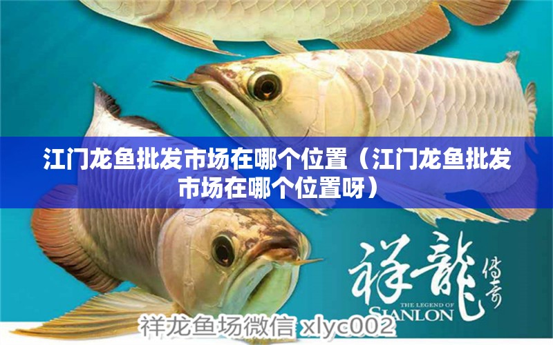 江門龍魚批發(fā)市場(chǎng)在哪個(gè)位置（江門龍魚批發(fā)市場(chǎng)在哪個(gè)位置呀） 觀賞魚