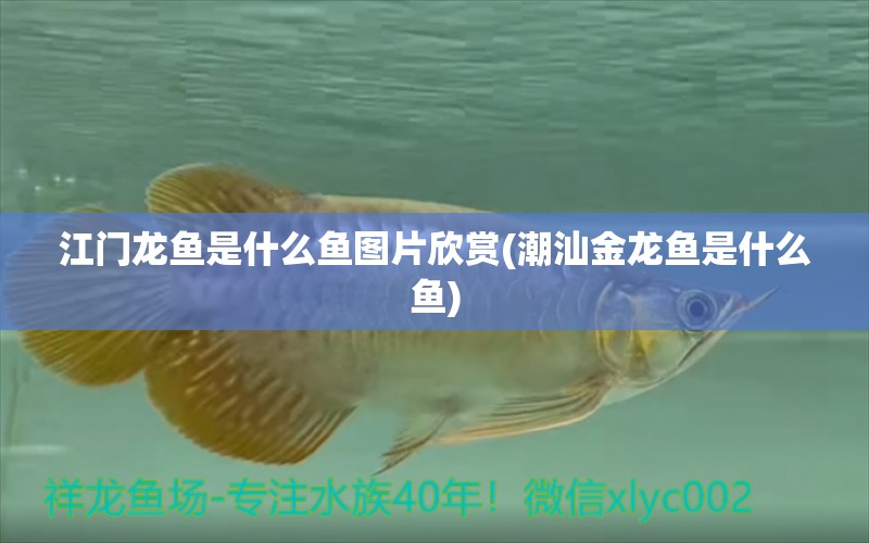 江門龍魚是什么魚圖片欣賞(潮汕金龍魚是什么魚) 觀賞魚飼料