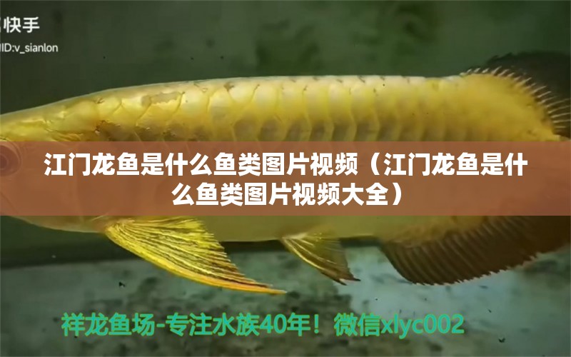 江門(mén)龍魚(yú)是什么魚(yú)類(lèi)圖片視頻（江門(mén)龍魚(yú)是什么魚(yú)類(lèi)圖片視頻大全）