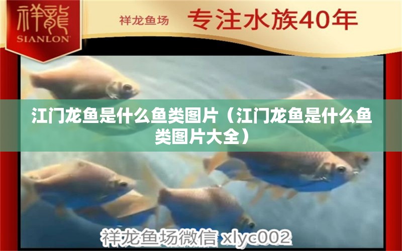 江門龍魚是什么魚類圖片（江門龍魚是什么魚類圖片大全） 祥龍水族醫(yī)院