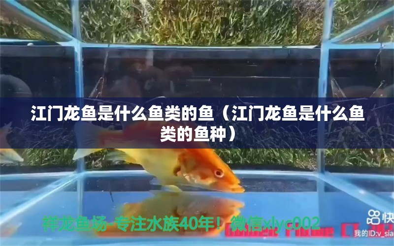 江門龍魚是什么魚類的魚（江門龍魚是什么魚類的魚種）